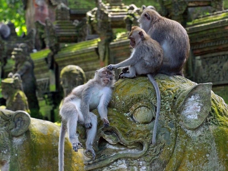 <p>Tour a Bali</p>